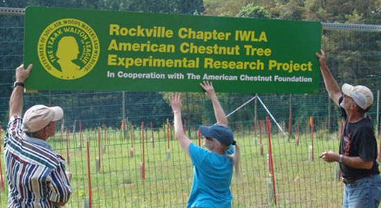 Hanging the American Chestnut Tree banner at the IWLA-R property