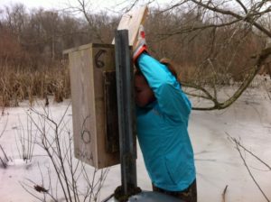 Checking out a wood duck box