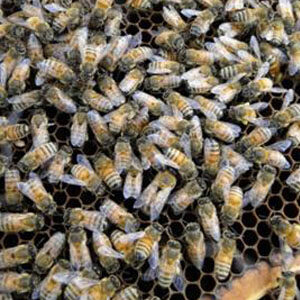 Bees working in a hive